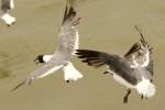 Laughing Gull