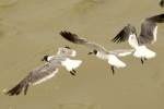 Laughing Gull