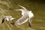 Laughing Gull