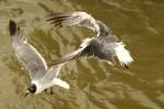 Laughing Gull