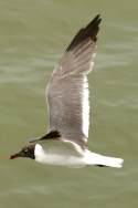 Laughing Gull