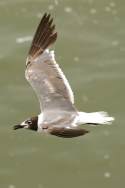 Laughing Gull