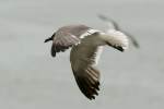 Laughing Gull