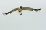 Laughing Gull