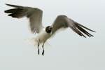 Laughing Gull