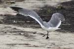 Laughing Gull