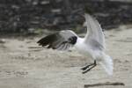 Laughing Gull