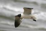 Laughing Gull