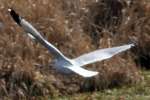 Herring Gull