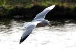 Herring Gull