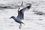 Ring-billed Gull