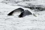 Ring-billed Gull