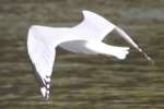 Herring Gull