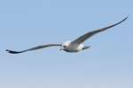 Herring Gull