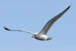 Herring Gull