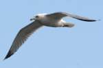 Herring Gull