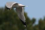 Herring Gull