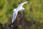 Herring Gull