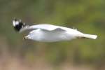 Herring Gull