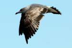 Ring-billed Gull