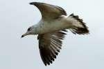 Ring-billed Gull