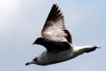 Ring-billed Gull