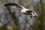 Ring-billed Gull