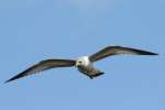 Ring-billed Gull