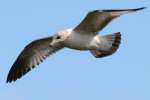 Ring-billed Gull