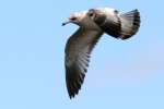 Ring-billed Gull