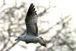 Ring-billed Gull