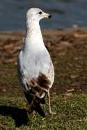 Ring-billed Gull