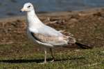 Ring-billed Gull