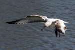 Ring-billed Gull