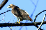 Red-tailed Hawk