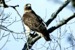 Red-tailed Hawk