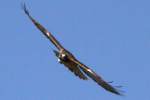 Red-tailed Hawk