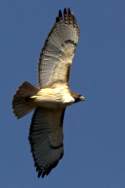 Red-tailed Hawk