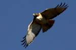 Red-tailed Hawk