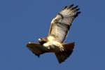 Red-tailed Hawk