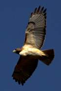 Red-tailed Hawk