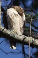 Red-tailed Hawk