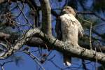 Red-tailed Hawk