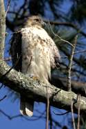 Red-tailed Hawk