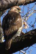 Red-tailed Hawk