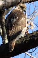 Red-tailed Hawk