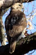 Red-tailed Hawk