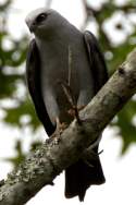 Mississippi Kite