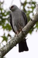 Mississippi Kite