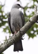 Mississippi Kite